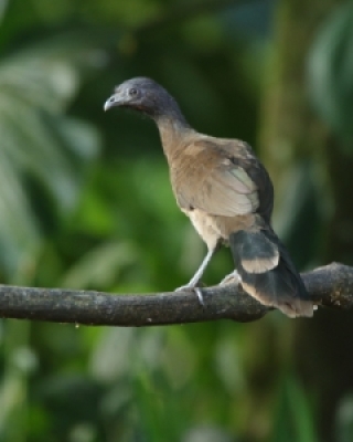 Czubacze - Cracidae