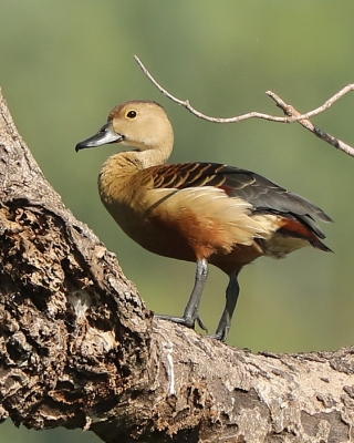 Drzewica indyjska - Dendrocygna javanica - Lesser Whistling-duck
