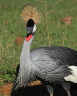 Żurawie - Cranes