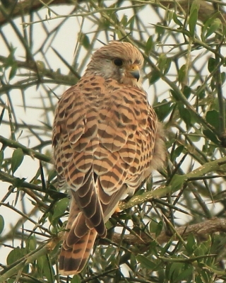 Pustułeczka - Falco naumanni - Lesser Kestrel