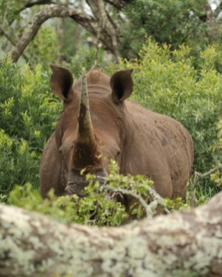 RPA - South Africa