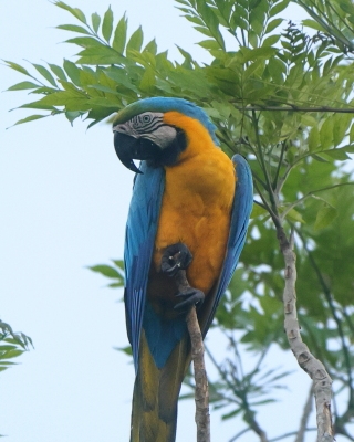 Papugowe - Psittaciformes