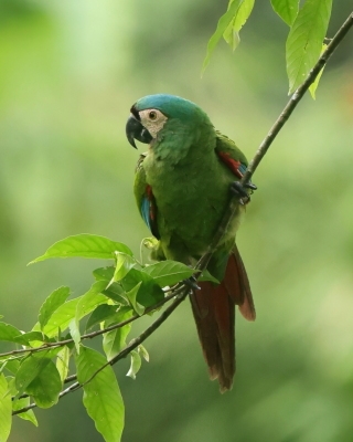Ara kasztanowoczelna - Chestnut-fronted Macaw