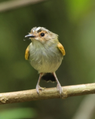Barwniczek rdzawoczelny - Rusty-fronted Tody-Flycatcher