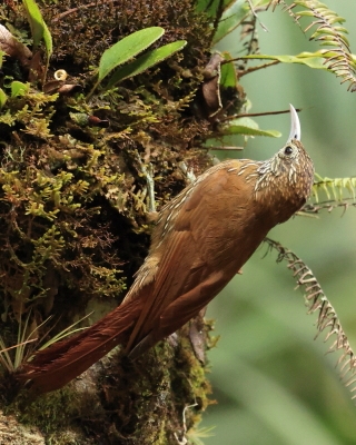 Drzewiarz górski - Montane Woodcreeper