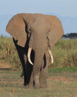 Kenia