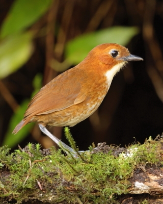 Kusaczka dwubarwna - Red-and-white Antpitta