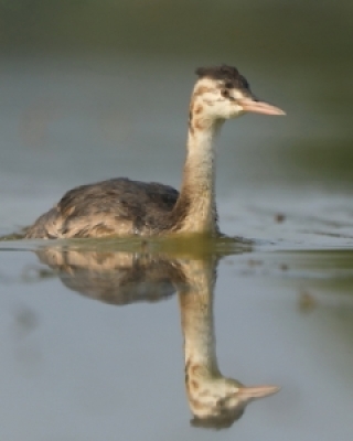Perkozy - Podicipedidae - Grebes