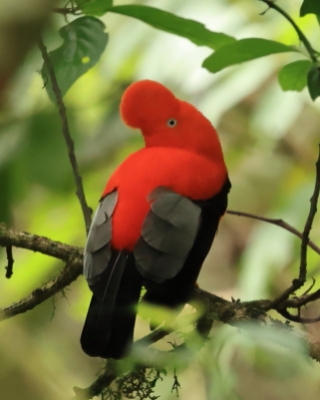 Skalikurek andyjski - Andean Cock-of-the-rock