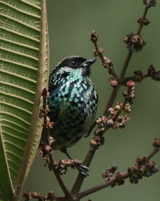 Tangarka berylowa - Beryl-spangled Tanager
