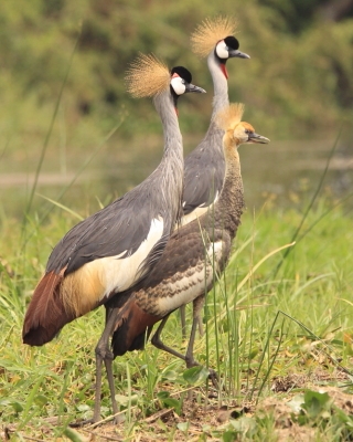 Uganda - ptaki - część 2 , Uganda - birds- part 2