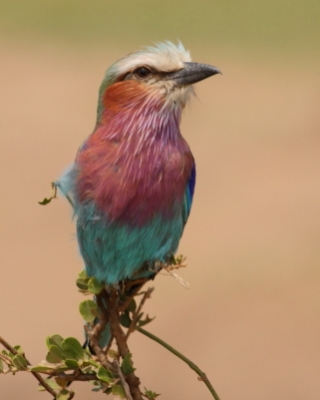 Kraski - Rollers- Coraciidae