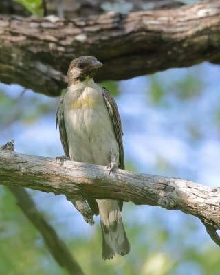 Miodowód duży - Indicator indicator - Greater Honeyguide