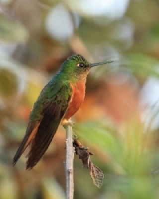 Kolibrowate - Hummingbirds