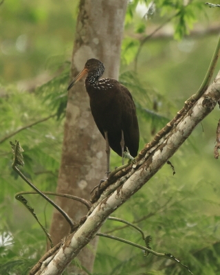 Bekaśnice - Aramidae - Limpkin