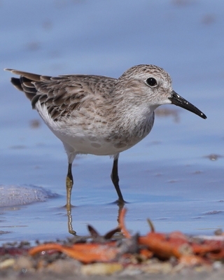 Biegus karłowaty - Calidris minutilla - Least Sandpiper
