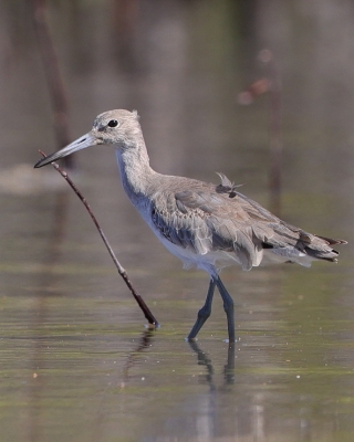 Błotowiec - Tringa semipalmata - Willet