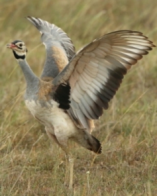 Dropie - Bustards