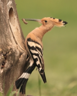Dudki - Hoopoes - Upupidae
