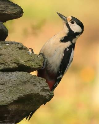 Dzięcioł duży - Dendrocopos major - Great Spotted Woodpecker