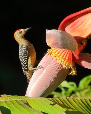 Dzięciur płomiennogłowy - Melanerpes hoffmannii - Hoffmann's Woodpecker