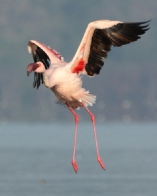 Flamingi - Flamingos
