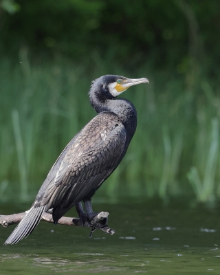Kormoran zwyczajny - Phalacrocorax carbo - Great Cormorant