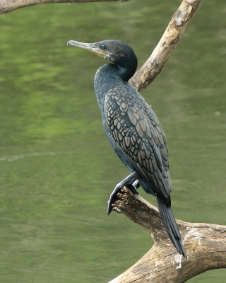 Kormoran indyjski - Phalacrocorax fuscicollis - Indian Cormorant