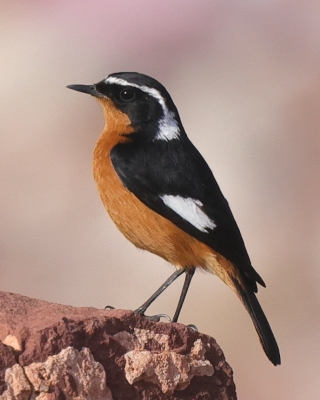 Maroko ptaki - Maroko birds