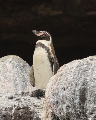 Pingwin peruwiański - Humboldt Penguin