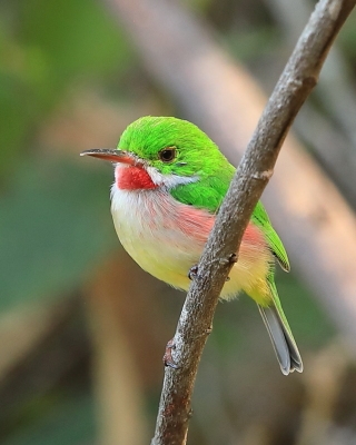 Płaskodziobek duży - Todus subulatus - Broad-billed Tody