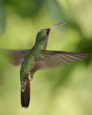 Pustelnik rdzawogardły - Rufous-breasted Hermit