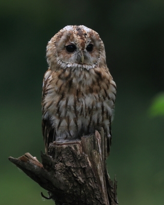 Sowy - Strigiformes