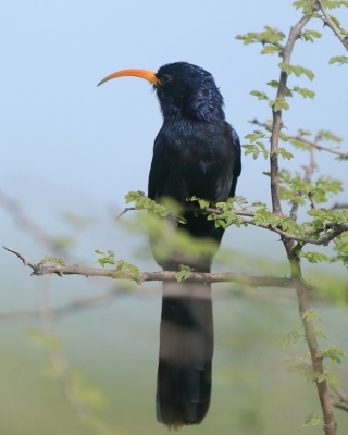 Czarnodudek czerwonodzioby - Rhinopomastus minor - Abyssinian Scimitarbill