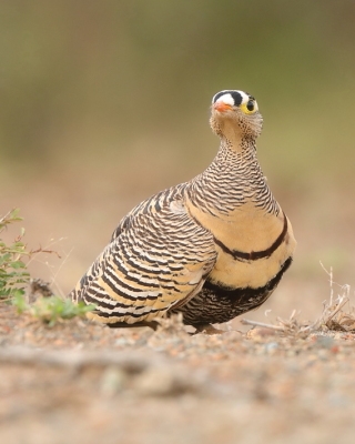 Stepówka prążkowana - Pterocles lichtensteinii - Lichtenstein's Sandgrouse