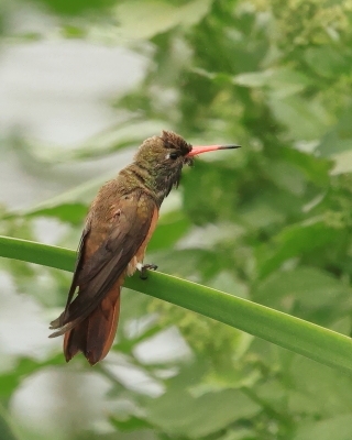 Szmaragdzik zielony - Amazilia Hummingbird