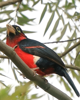 Wąsal szkarłatny - Pogonornis bidentatus - Double-toothed Barbet