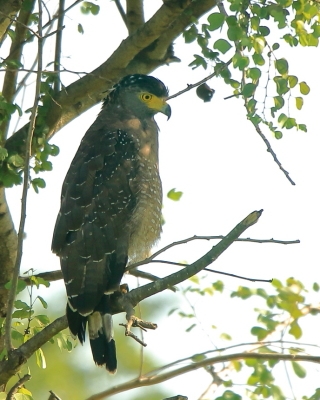 Weżojad czubaty - Spilornis cheela - Crested Serpent-Eagle