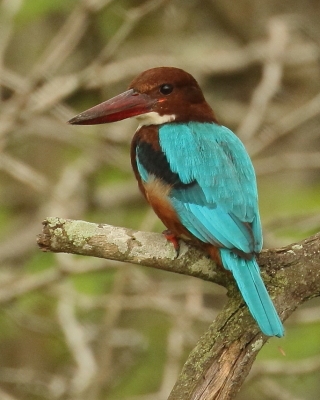 Łowiec krasnodzioby - Halcyon smyrnensis - White-breasted Kingfisher