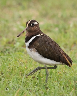 Złotosłonka bengalska - Rostratula benghalensis - Greater Painted-snipe