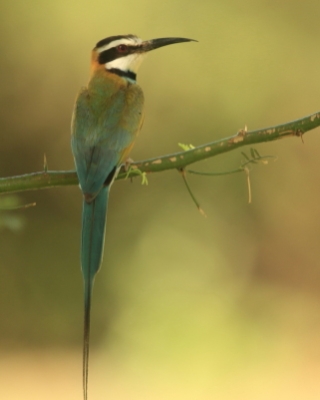 Żołny -Meropidae - Bee-eaters