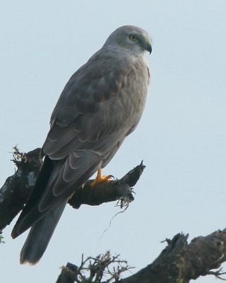 Błotniak stepowy - Circus macrourus - Pallid Harrier