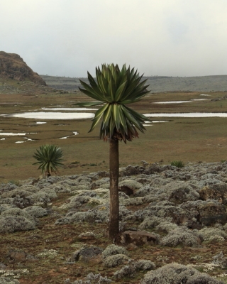 Etiopia