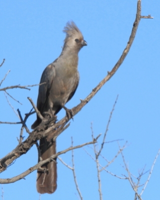 Hałaśnik szary - Corythaixoides concolor - Grey Go-away-bird