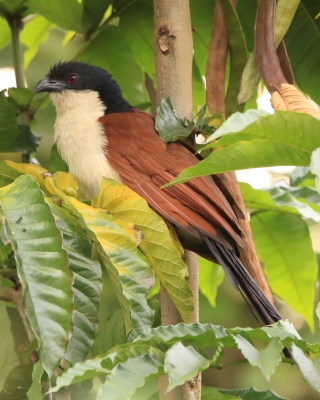 Kukal niebieskogłowy - Centropus monachus - Blue-headed Coucal