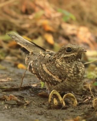 Lelkowate - Nightjars