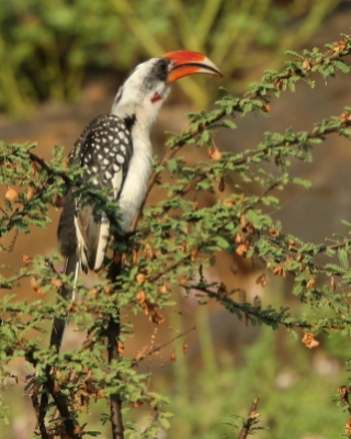 Toko plamisty - Tockus deckeni jacksoni - Jackson's Hornbill