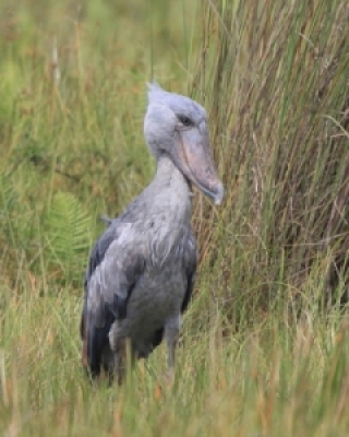 Trzewikodzioby - Shoebill