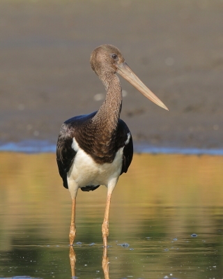 Bocian czarny - Ciconia nigra - Black Stork