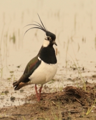 Sieweczkowate, Kulony, Pijawniki, Ostrygojady, Szczudłonogi, Złotosłonki, Długoszpony, Bekasowate, Krabożery, Żwirowce, Wydrzyki, Mewowate -  Thick-knees, Plover, Oystercatchers, Stilts, Avocets, Plovers, Lapwings, Painted-snipe, Jacanas, Sandpipers, Crab-plover, Coursers, Pratincoles, Auks, Skuas, Gulls, Terns